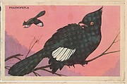 Phainopepla, bakery card from the California Bird Pictures series (D39-2), issued by the Gordon Bread Company, Gordon Bread Company American, Commercial color lithograph
