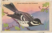 Black-Throated Gray Warbler, bakery card from the California Bird Pictures series (D39-2), issued by the Gordon Bread Company, Gordon Bread Company American, Commercial color lithograph