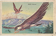 Bird (Falcon), bakery card from the California Bird Pictures series (D39-2), issued by the Gordon Bread Company, Gordon Bread Company American, Commercial color lithograph