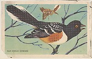 San Diego Towhee, bakery card from the California Bird Pictures series (D39-2), issued by the Gordon Bread Company, Gordon Bread Company American, Commercial color lithograph