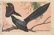 Yellow-Billed Magpie, bakery card from the California Bird Pictures series (D39-2), issued by the Gordon Bread Company, Gordon Bread Company American, Commercial color lithograph