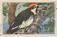 California Woodpecker, bakery card from the California Bird Pictures series (D39-2), issued by the Gordon Bread Company, Gordon Bread Company American, Commercial color lithograph