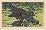 Dipper, bakery card from the California Bird Pictures series (D39-2), issued by the Gordon Bread Company, Gordon Bread Company American, Commercial color lithograph