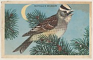 Nuttall's Sparrow, bakery card from the California Bird Pictures series (D39-2), issued by the Gordon Bread Company, Gordon Bread Company American, Commercial color lithograph