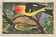 Western Tanager, bakery card from the California Bird Pictures series (D39-2), issued by the Gordon Bread Company, Gordon Bread Company American, Commercial color lithograph