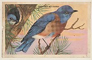 Western Bluebird, bakery card from the California Bird Pictures series (D39-2), issued by the Gordon Bread Company, Gordon Bread Company American, Commercial color lithograph