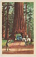 Big Trees, bakery card from the Nature's Splendor series (D39-7), issued by Bell Bakeries, Inc., Bell Bakeries, Inc. American, Commercial color lithograph