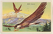 Bird (Falcon), bakery card from the Speed Pictures series (D39-8), issued by Bell Bakeries, Inc., Bell Bakeries, Inc. American, Commercial color lithograph