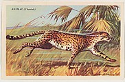 Animal (Cheetah), bakery card from the Speed Pictures series (D39-8), issued by Bell Bakeries, Inc., Bell Bakeries, Inc. American, Commercial color lithograph