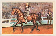 Tennessee Walking Horse, bakery card from the Horses series (D39-5), issued by the Gordon Bread Company, Gordon Bread Company American, Commercial color lithograph