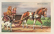 Shetland Pony, bakery card from the Horses series (D39-5), issued by the Gordon Bread Company, Gordon Bread Company American, Commercial color lithograph