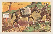 The Mule, bakery card from the Horses series (D39-5), issued by the Gordon Bread Company, Gordon Bread Company  American, Commercial color lithograph