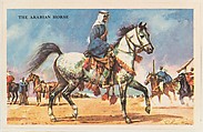 The Arabian Horse, bakery card from the Horses series (D39-5), issued by the Gordon Bread Company, Gordon Bread Company American, Commercial color lithograph