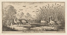Title Page from "Livre d'Oyseaux" (Book of Birds), Albert Flamen (Flemish, born ca. 1620, active 1648–88), Etching