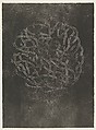 Line Involvements, Anni Albers (American (born Germany), Berlin 1899–1994 Orange, Connecticut), Lithograph