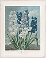 Hyacinths, from "The Temple of Flora, or Garden of Nature", Thomas Warner  British, Aquatint and stipple engraving printed in color with hand coloring