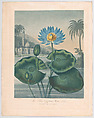 The Blue Egyptian Water Lily, from "The Temple of Flora, or Garden of Nature", Joseph Constantine Stadler  German, Aquatint and stipple engraving printed in color with hand coloring