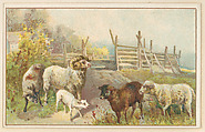 Sheep, bakery card from the Picture Cards series (D63), issued by the Vienna Model Bakery, Vienna Model Bakery American, Commercial color lithograph