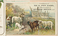 Sheep, bakery card from the Picture Cards series (D63), issued by The R. Ovens Bakery, The R. Ovens Bakery  American, Commercial color lithograph