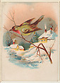 Bird perched on a branch, bakery card from the Picture Cards series (D63), issued by the Manhattan Biscuit Company, Manhattan Biscuit Company  American, Commercial color lithograph