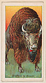 Buffalo or Bison, from the Menagerie Gum series (E26) for John H. Dockman & Son, John H. Dockman & Son, Baltimore  American, Commercial color lithograph