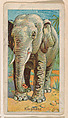 Elephant, from the Menagerie Gum series (E26) for John H. Dockman & Son, John H. Dockman & Son, Baltimore  American, Commercial color lithograph
