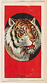 Tiger, from the Menagerie Gum series (E26) for John H. Dockman & Son, John H. Dockman & Son, Baltimore  American, Commercial color lithograph