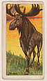 Moose, from the Menagerie Gum series (E26) for John H. Dockman & Son, John H. Dockman & Son, Baltimore American, Commercial color lithograph