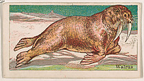 Walrus, from the Menagerie Gum series (E26) for John H. Dockman & Son, John H. Dockman & Son, Baltimore American, Commercial color lithograph