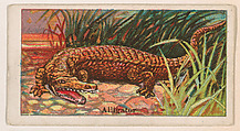 Alligator, from the Menagerie Gum series (E26) for John H. Dockman & Son, John H. Dockman & Son, Baltimore American, Commercial color lithograph