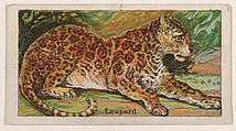 Leopard, from the Menagerie Gum series (E26) for John H. Dockman & Son, John H. Dockman & Son, Baltimore  American, Commercial color lithograph