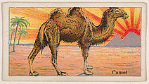 Camel, from the Menagerie Gum series (E26) for John H. Dockman & Son, John H. Dockman & Son, Baltimore  American, Commercial color lithograph