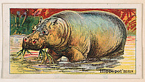 Hippopotamus, from the Menagerie Gum series (E26) for John H. Dockman & Son, John H. Dockman & Son, Baltimore  American, Commercial color lithograph