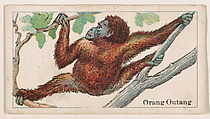 Orangutan, from the Menagerie Gum series (E26) for John H. Dockman & Son, John H. Dockman & Son, Baltimore  American, Commercial color lithograph