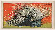 Porcupine, from the Menagerie Gum series (E26) for John H. Dockman & Son, John H. Dockman & Son, Baltimore  American, Commercial color lithograph