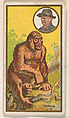 Gorilla, from the "Teddy's Trophies" series (E27) for the American Caramel Company, American Caramel Company, Philadelphia American, Commercial color lithograph