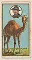 Camel, from the "Teddy's Trophies" series (E27) for the American Caramel Company, American Caramel Company, Philadelphia American, Commercial color lithograph