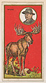 Moose, from the "Teddy's Trophies" series (E27) for the American Caramel Company, American Caramel Company, Philadelphia American, Commercial color lithograph