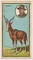 Gazelle, from the "Teddy's Trophies" series (E27) for the American Caramel Company, American Caramel Company, Philadelphia American, Commercial color lithograph