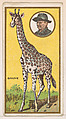 Giraffe, from the "Teddy's Trophies" series (E27) for the American Caramel Company, American Caramel Company, Philadelphia American, Commercial color lithograph
