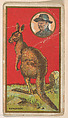 Kangaroo, from the "Teddy's Trophies" series (E27) for the American Caramel Company, American Caramel Company, Philadelphia  American, Commercial color lithograph