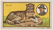 Wild Cat, from the "Teddy's Trophies" series (E27) for the American Caramel Company, American Caramel Company, Philadelphia American, Commercial color lithograph