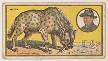Hyena, from the "Teddy's Trophies" series (E27) for the American Caramel Company, American Caramel Company, Philadelphia American, Commercial color lithograph