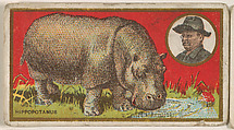 Hippopotamus, from the "Teddy's Trophies" series (E27) for the American Caramel Company, American Caramel Company, Philadelphia  American, Commercial color lithograph