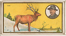 Elk, from the "Teddy's Trophies" series (E27) for the American Caramel Company, American Caramel Company, Philadelphia American, Commercial color lithograph