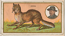 Jackal, from the "Teddy's Trophies" series (E27) for the American Caramel Company, American Caramel Company, Philadelphia American, Commercial color lithograph