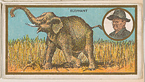 Elephant, from the "Teddy's Trophies" series (E27) for the American Caramel Company, American Caramel Company, Philadelphia American, Commercial color lithograph