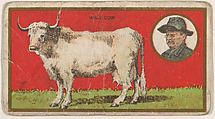 Wild Cow, from the "Teddy's Trophies" series (E27) for the American Caramel Company, American Caramel Company, Philadelphia American, Commercial color lithograph