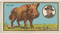 Wild Boar, from the "Teddy's Trophies" series (E27) for the American Caramel Company, American Caramel Company, Philadelphia American, Commercial color lithograph