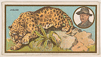Jaguar, from the "Teddy's Trophies" series (E27) for the American Caramel Company, American Caramel Company, Philadelphia American, Commercial color lithograph